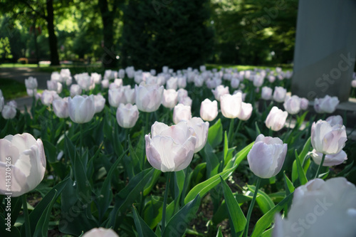 White tulip garden park