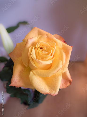 Orange rose