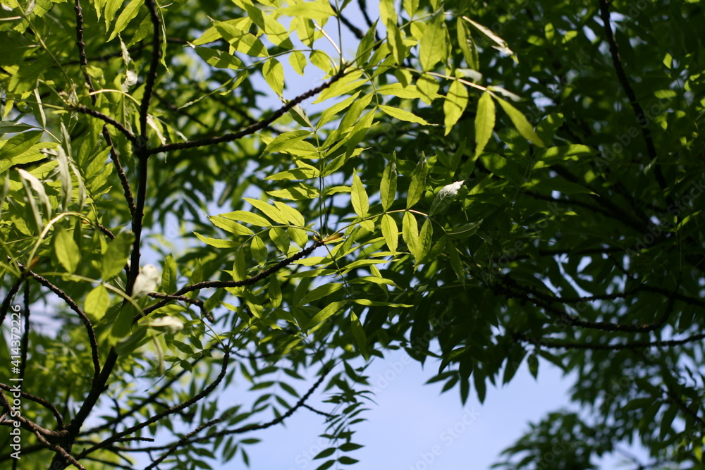 green leaves on the tree green leaves on the tree