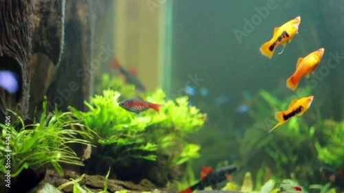 Colorful aquarium fish. Clean environment with corals and colourful fishes. Coral reef with beautiful 
inhabitants and plants. Different kinds of sea fish in a marine aquarium