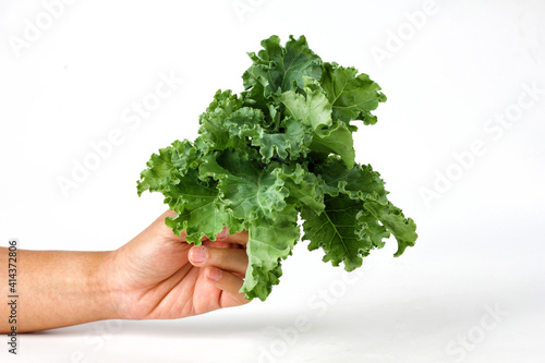 Hand holding green curly leaf kale on white background.