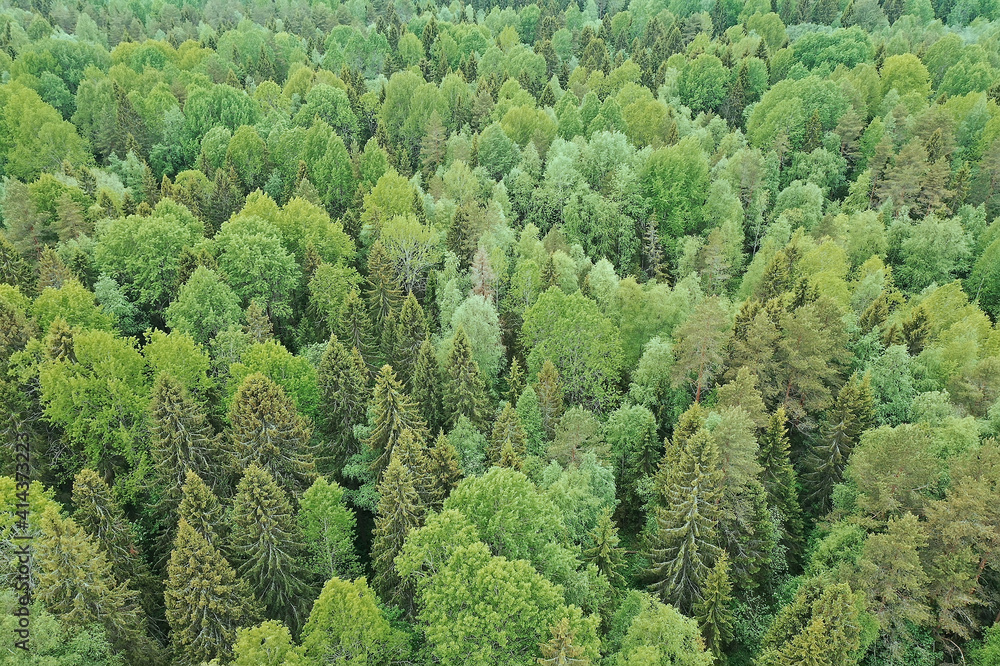 forest top view, landscape panorama view of summer forest with quadrocopter aerial view forest top view, landscape panorama view of summer forest with quadrocopter aerial view