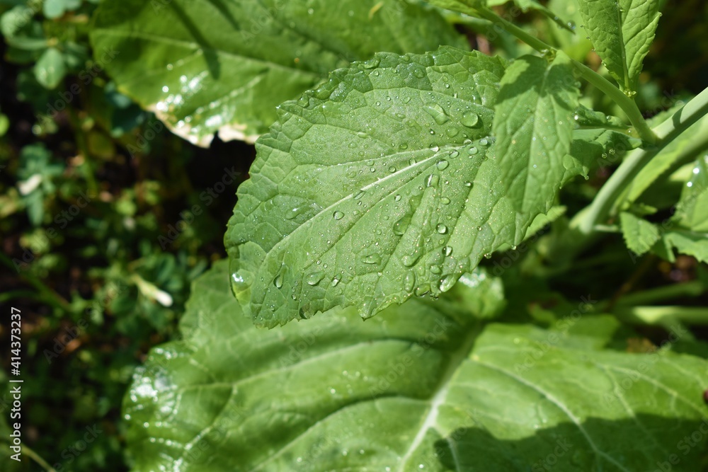 green leaf of mustard plant background with water drops green leaf of mustard plant background with water drops