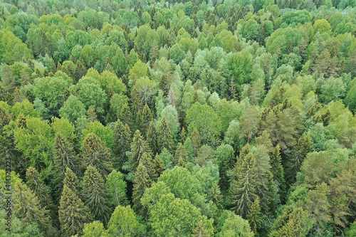 forest top view  landscape panorama view of summer forest with quadrocopter aerial view