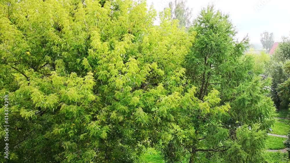 Summer rain. View from the window to the warm summer rain. Natural background. Videos for meditation and relaxation. Fresh, bright green trees in the rain. Summer rain. View from the window to the warm summer rain. Natural background. Videos for meditation and relaxation. Fresh, bright green trees in the rain.