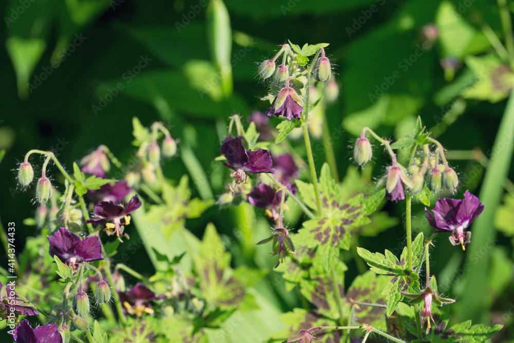 the blossoms of wild geranium the blossoms of wild geranium