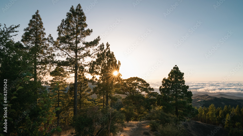 Sunset on the summit of gran canaria with the sun's rays between the branches of the pines Sunset on the summit of gran canaria with the sun's rays between the branches of the pines