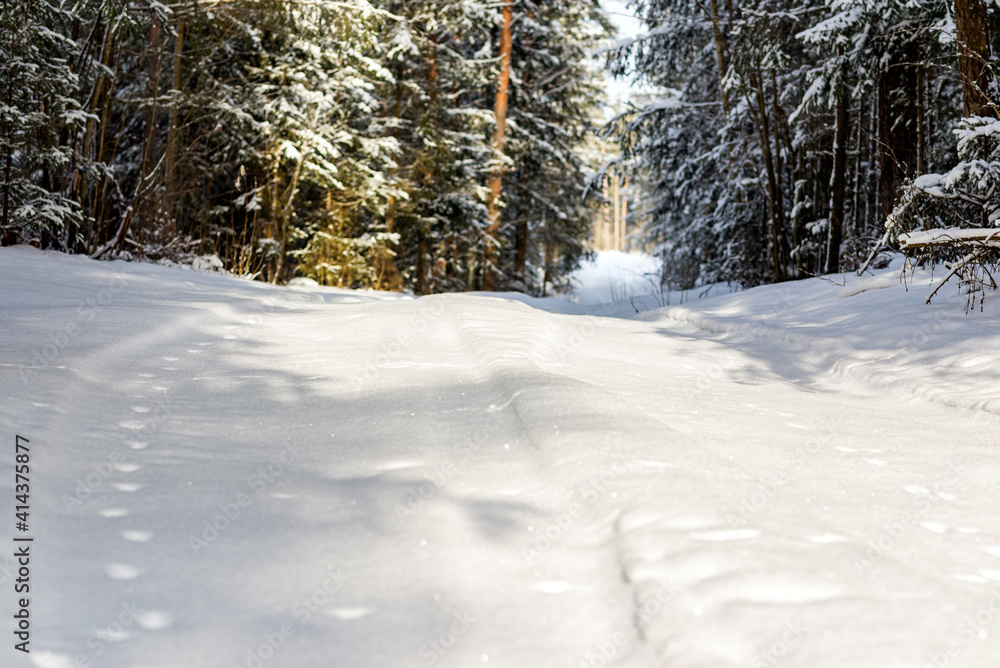 Obraz premium Snowy trail path in the winter coniferous forest.Cold winter snowy morning