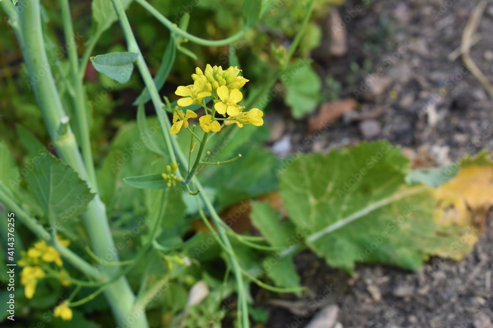 yellow mustard flower closeup background yellow mustard flower closeup background