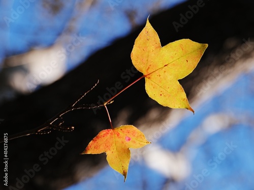 Yellow leaf against black