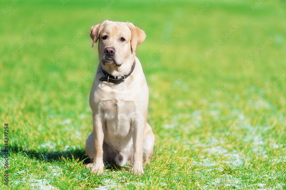 Beauty labrador dog in the green park Beauty labrador dog in the green park