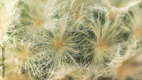 Subtle fluffy feathery texture of Mammillaria plumosa cactus spines  soft focus. Similar to downy feathers of birds or snow flakes. Unusual nature background. 