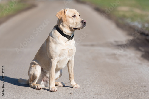 Labrador retriever dog in the park