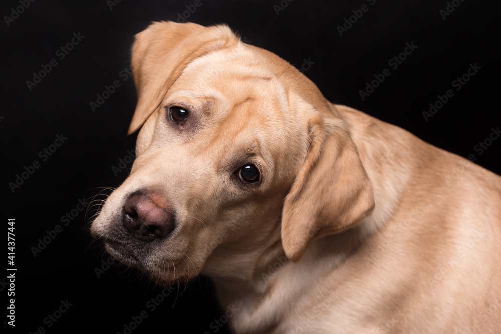 Labrador retriever dog isolated on a black background