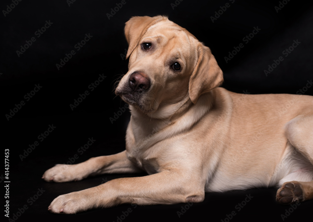 Labrador retriever dog isolated on a black background Labrador retriever dog isolated on a black background