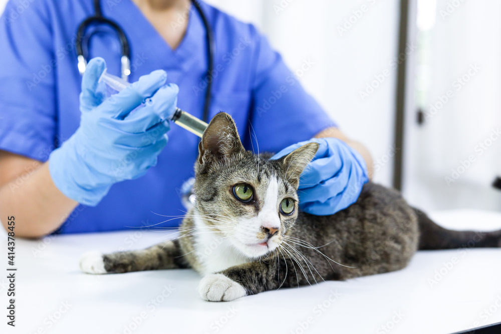 Cat on examination table of veterinarian clinic. Veterinary care. Vet doctor and cat. Cat on examination table of veterinarian clinic. Veterinary care. Vet doctor and cat.