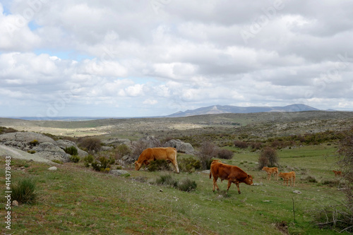 Couple of cows in Spanish mountain landscape in the area between Toledo and Avila, Spain
