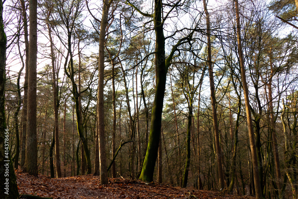 Obraz premium Autumn forest view near Velp, Netherlands 