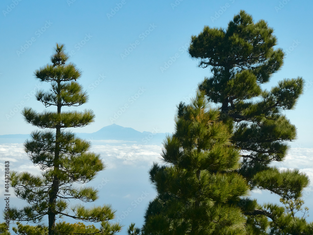 Mount Teide with tall pine trees as seen from La Palma, Canary Islands
