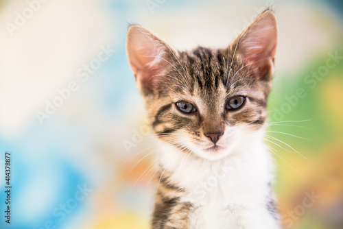 Cute kitten portrait 