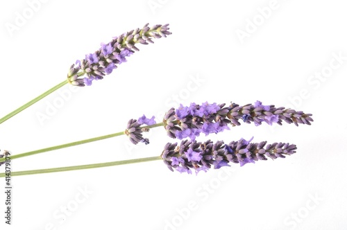 lavender in bloom on white background