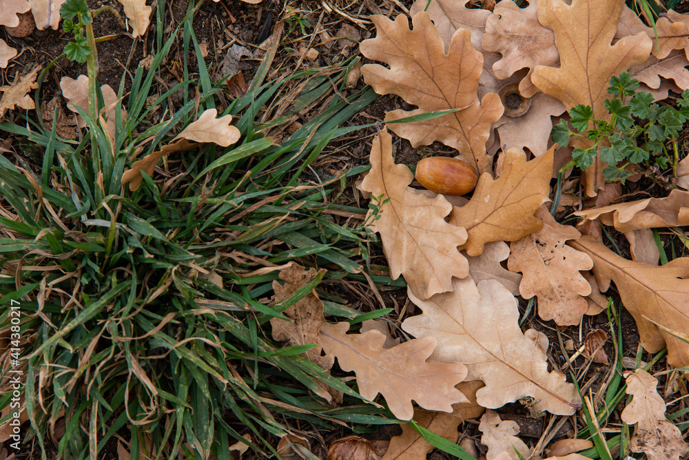 Fallen oak leaves and acorns on the green lawn. Fallen oak leaves and acorns on the green lawn.