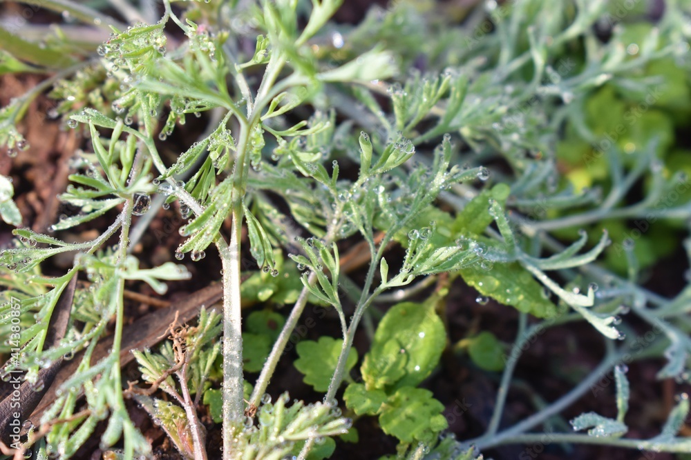 Green Dill Culinary Herb Also Called Indian SOYA Saag with water drops background Green Dill Culinary Herb Also Called Indian SOYA Saag with water drops background
