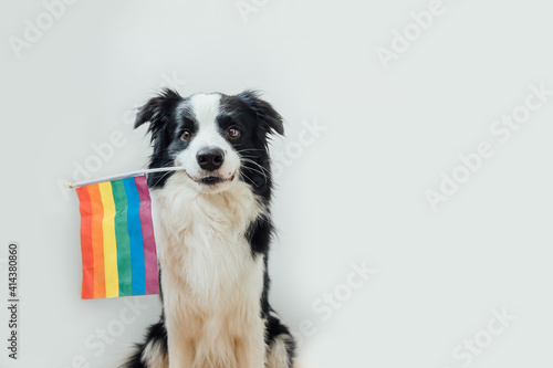 Funny cute puppy dog border collie holding LGBT rainbow flag in mouth isolated on white background. Dog Gay Pride portrait. Equal rights for lgbtq community concept.