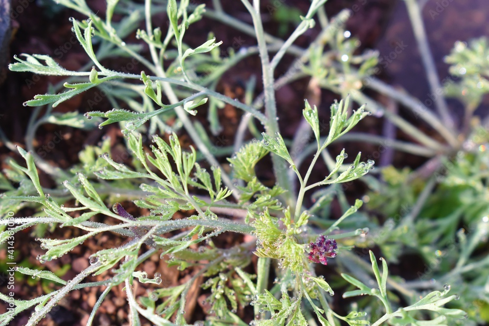 Green Dill Culinary Herb Also Called Indian SOYA Saag with water drops background Green Dill Culinary Herb Also Called Indian SOYA Saag with water drops background