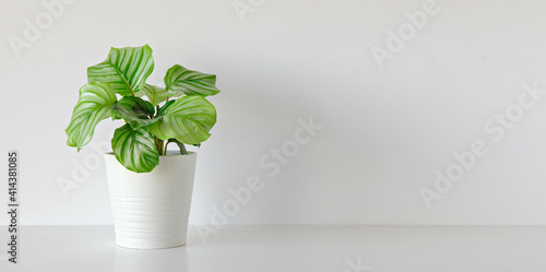 Calathea plant indoor on white background