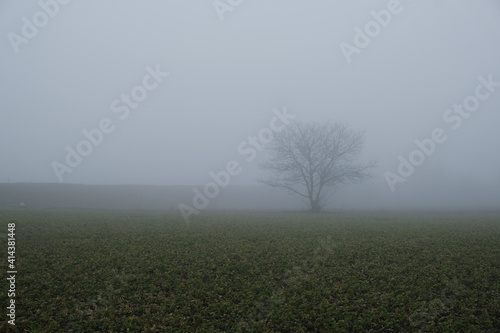 tree in the mist  © babaroga