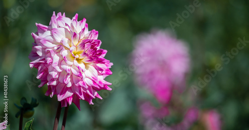 Colorful of dahlia pink flower in beautiful garden.