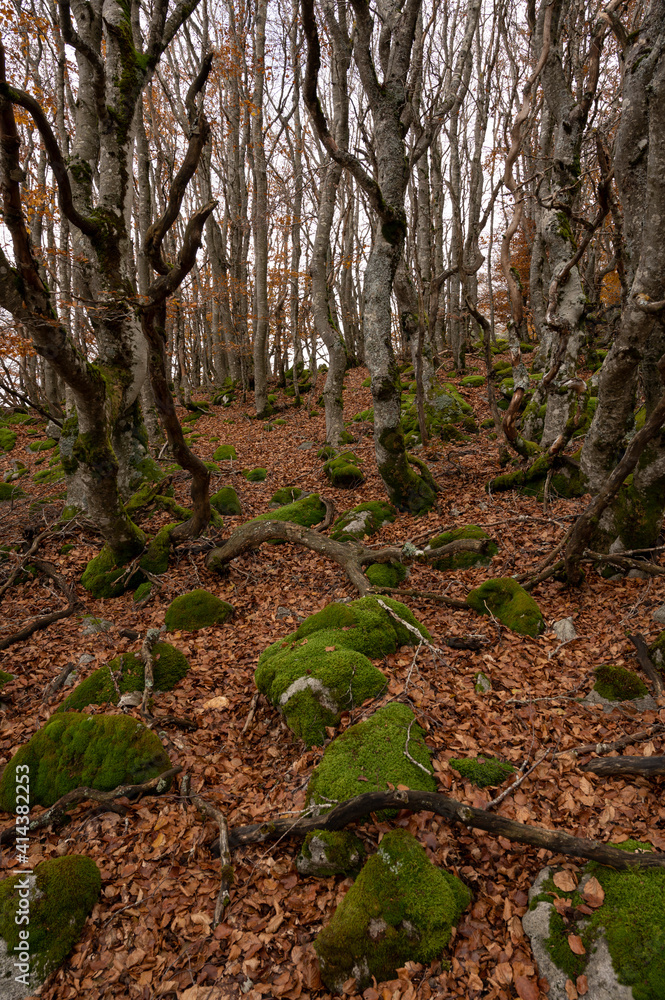Forêt de hêtres et frênes sur le Mont Lozère