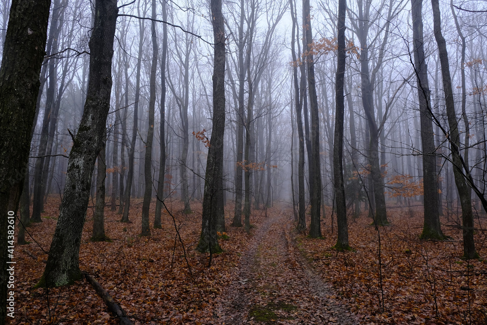misty winter forest in the morning misty winter forest in the morning