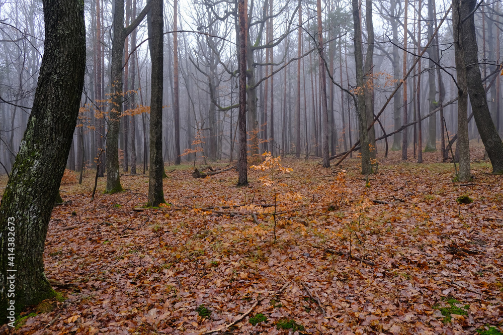 misty morning in winter forest 