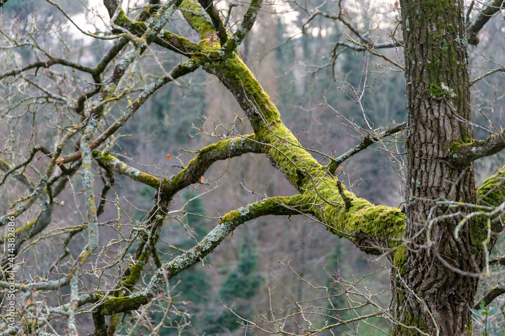 Branche Arbre, Automne, Hiver, Mort Branche Arbre, Automne, Hiver, Mort