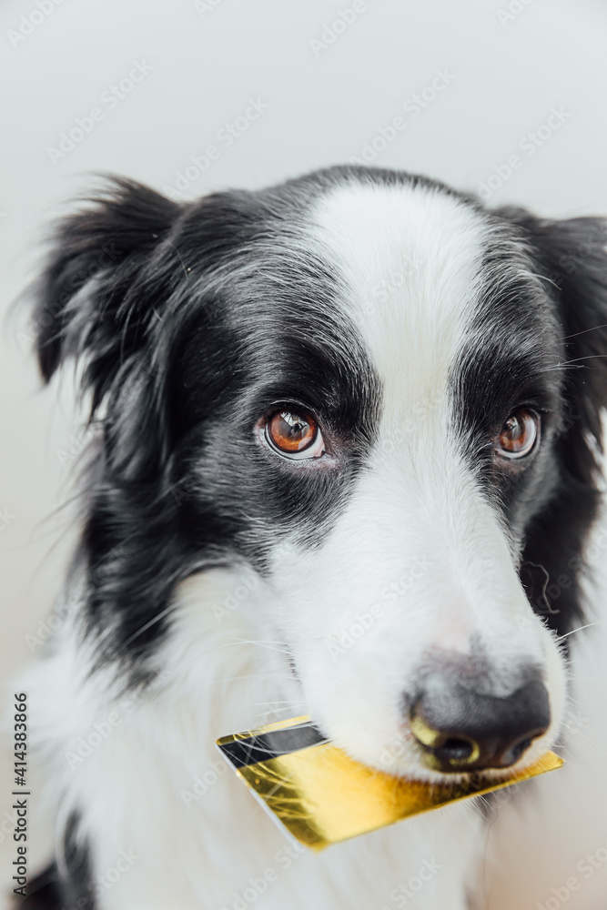 Fototapeta premium Cute puppy dog border collie holding gold bank credit card in mouth isolated on white background. Little dog with puppy eyes funny face waiting online sale, Shopping investment banking finance concept
