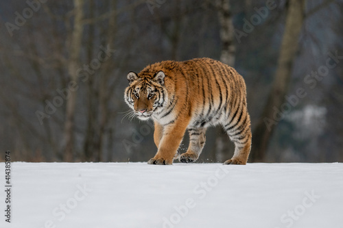 Siberian Tiger running in snow. Beautiful  dynamic and powerful photo of this majestic animal. Set in environment typical for this amazing animal. Birches and meadows