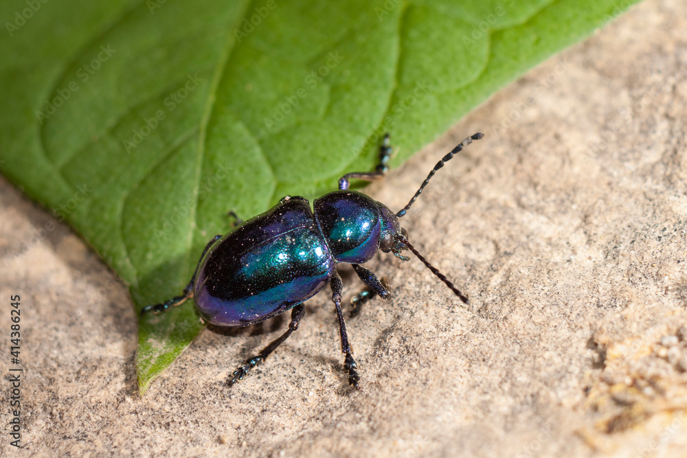 Multicolored beetle on green leaf and gray background, close up Multicolored beetle on green leaf and gray background, close up