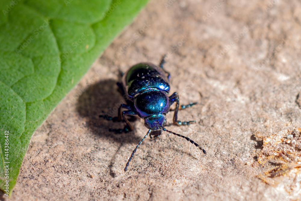 Naklejka premium colourful bug on gray stone background close up