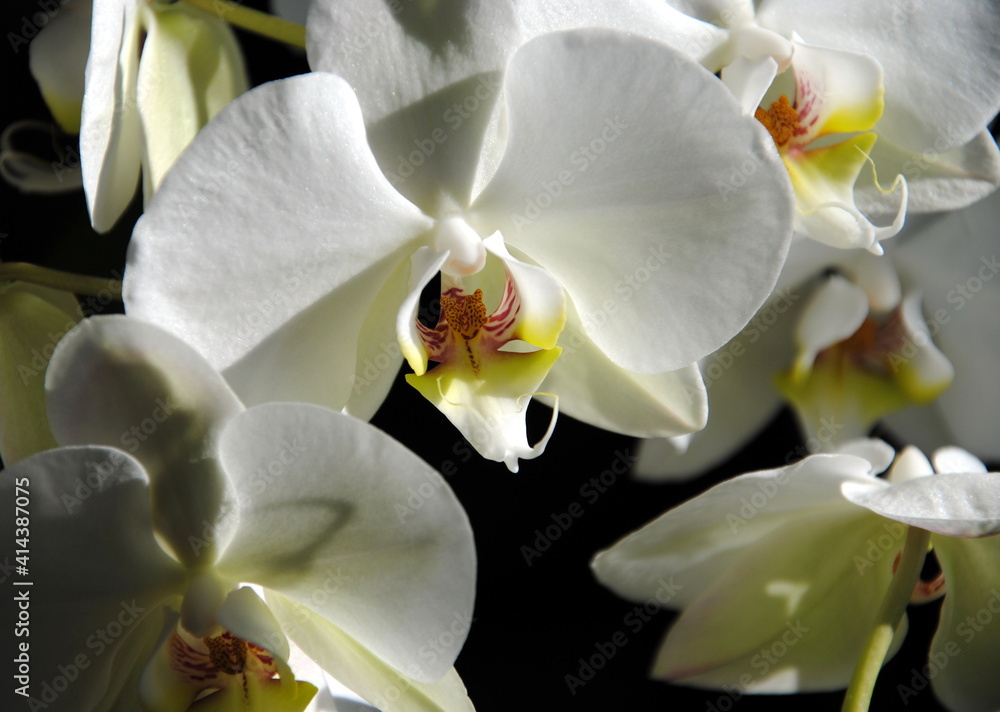 Fototapeta premium Close up of white orchids with soft green hearts