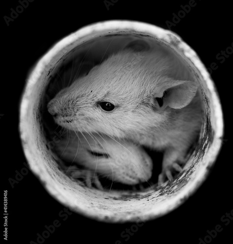 couple rat in a pipe