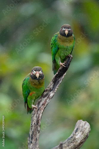 Brown-hooded Parrot, Pionopsitta haematotis, portrait of light green parrot with brown head. Detail close-up portrait of bird from Central America. Wildlife scene from tropical nature photo