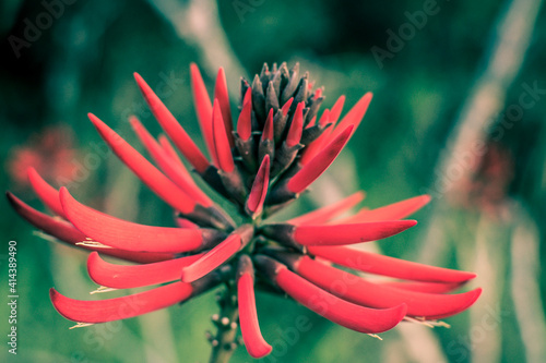 red flower