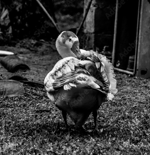 duck fixing feathers