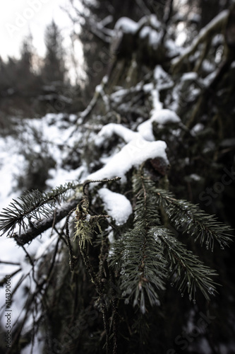 snow covered pine tree