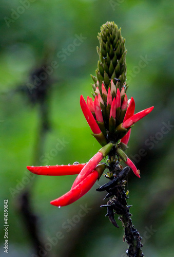 close up of red flower
