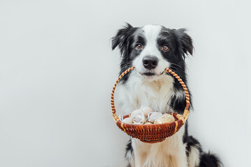Happy Easter concept. Preparation for holiday. Cute puppy dog border collie holding basket with Easter colorful eggs in mouth isolated on white background. Spring greeting card.