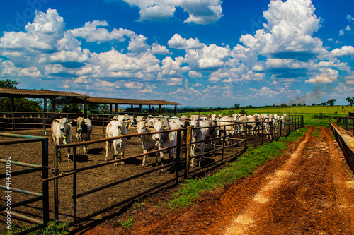 landscape with a fence cows and bolls