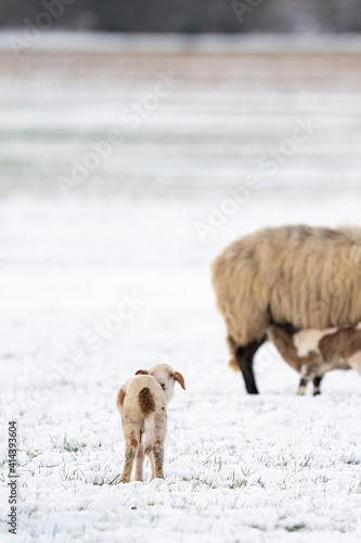 Fototapeta Naklejka Na Ścianę i Meble -  Sheep in a snowy pasture. One newborn lamb looking back. Winter on the farm. Blur, selective focus on lamb